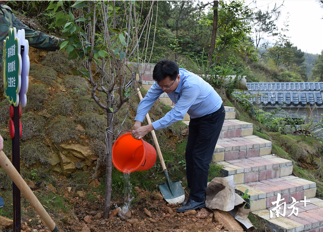 广东省森林小镇信宜钱排开展春季义务植树目前林木覆盖率7327