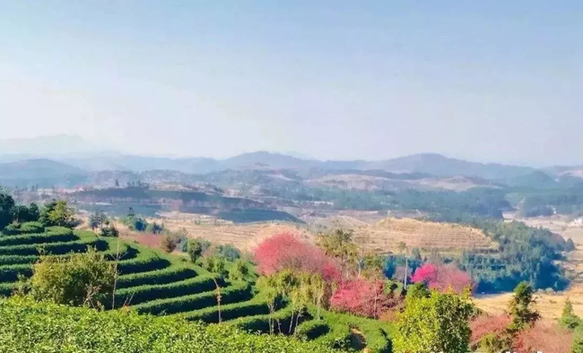 和平县青州镇种植了近6000棵不同品种的樱花 和平县青州镇种植了近6000棵不同品种的樱花