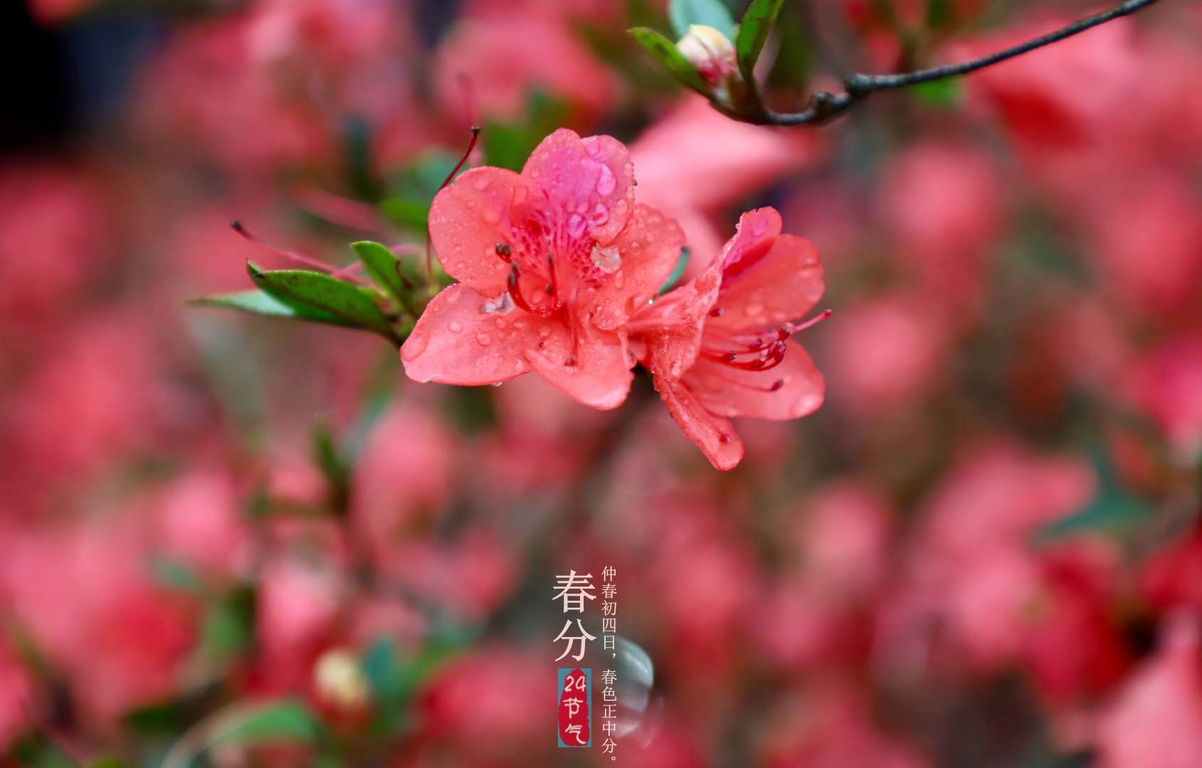 7点15分,摄于茂名高州市深镇镇仙人洞风景区。曾群芳 摄 7点15分,摄于茂名高州市深镇镇仙人洞风景区。曾群芳 摄