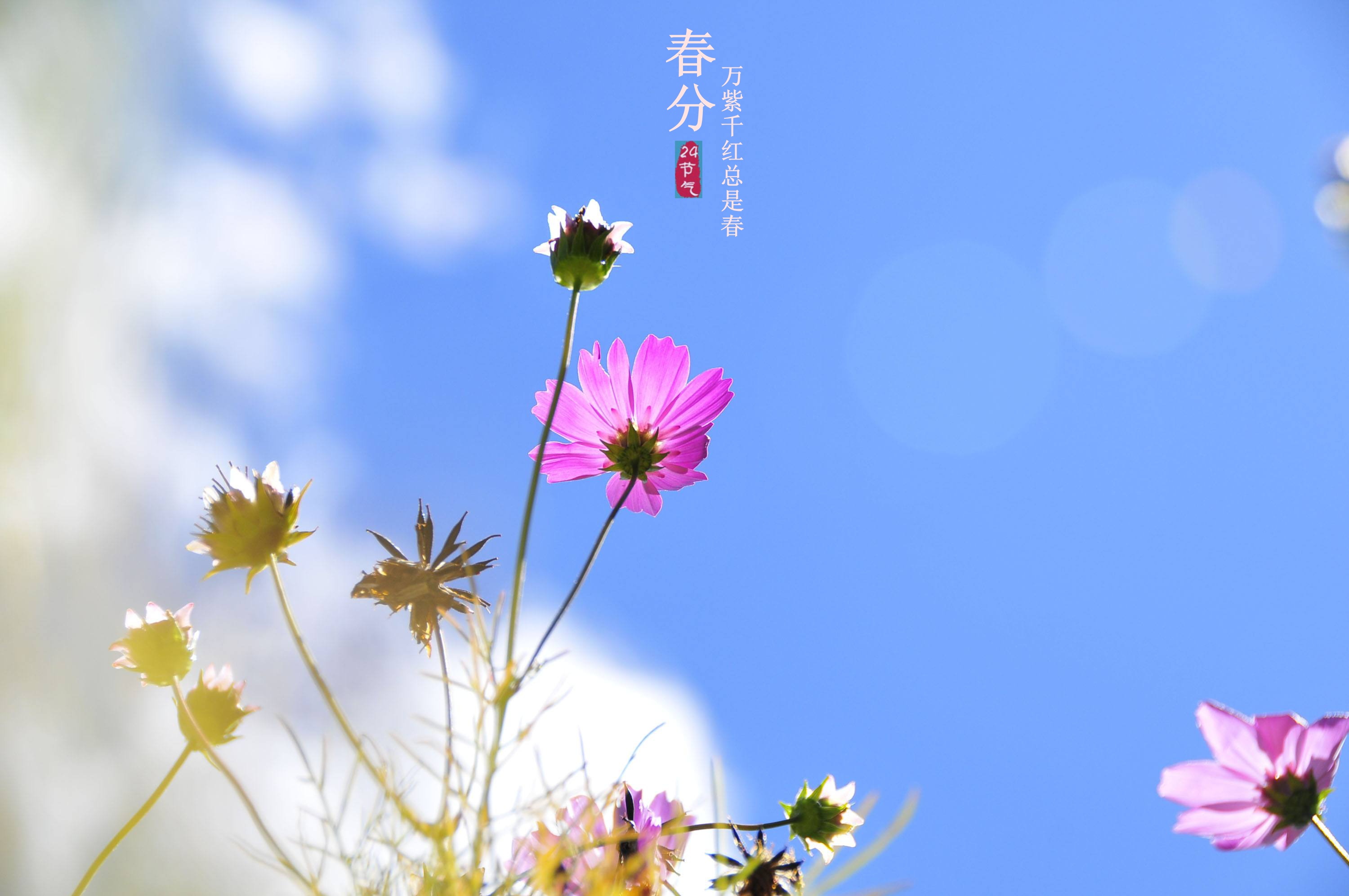 8点50分，摄于湛江格桑花海。张锋锋 摄