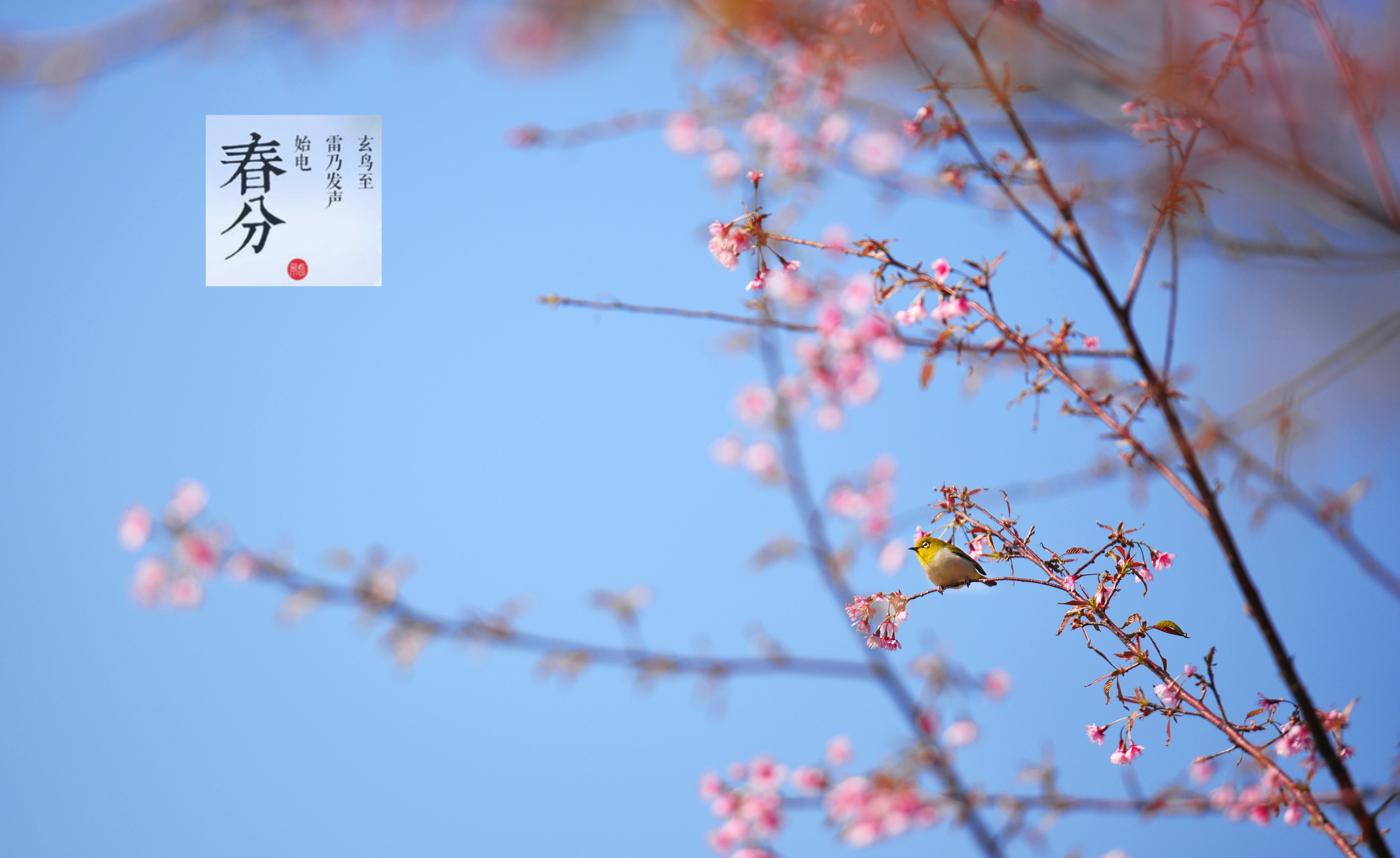 投票春分听一朵花开的声音粤东粤西粤北12城哪里春色醉迷人