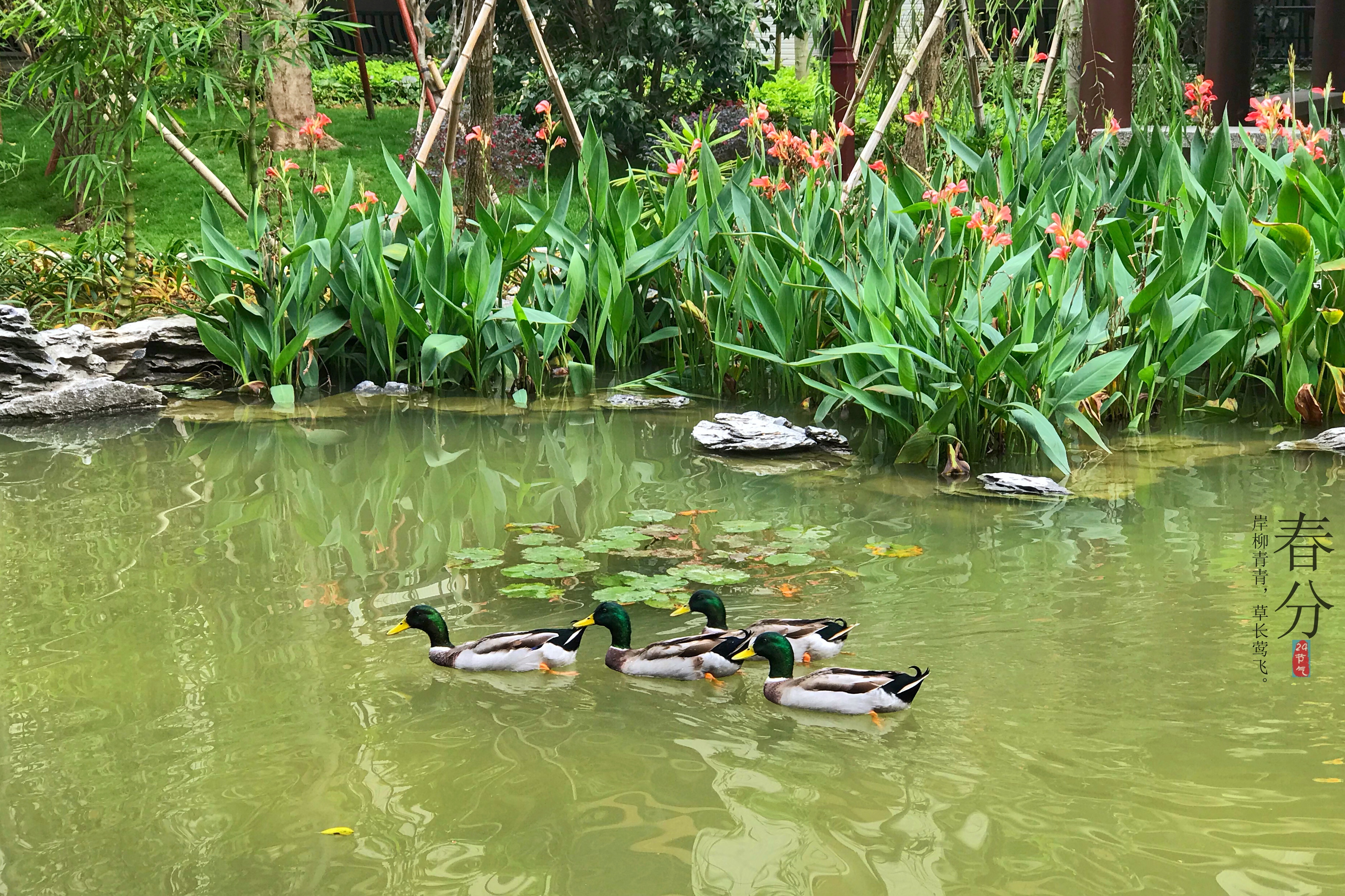 7点33分， 摄于汕头，春江水暖鸭先知。杨立轩 摄