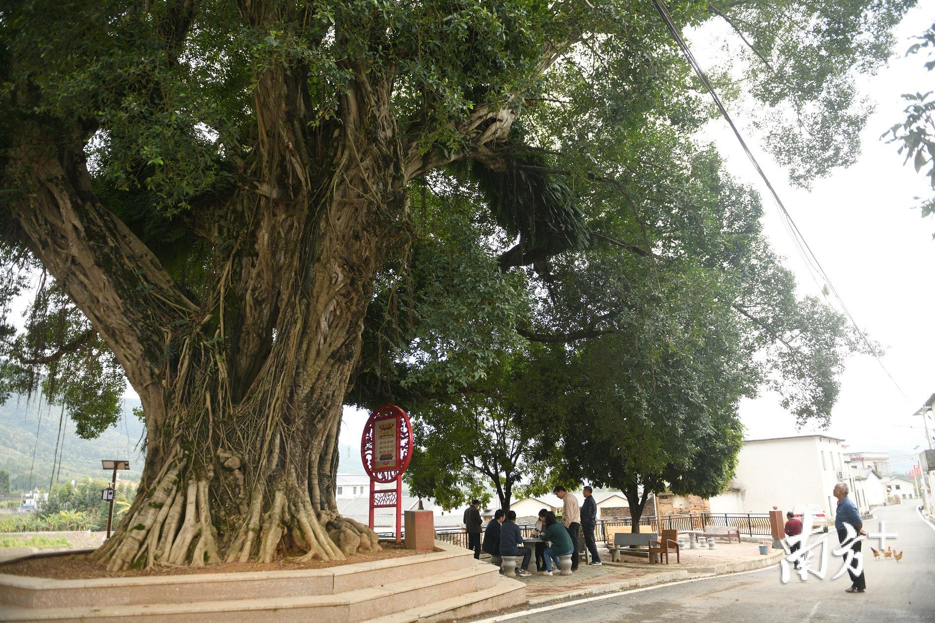 文福镇白湖村羊岃片有3棵200多岁的古榕树，村民对它们爱护有加。