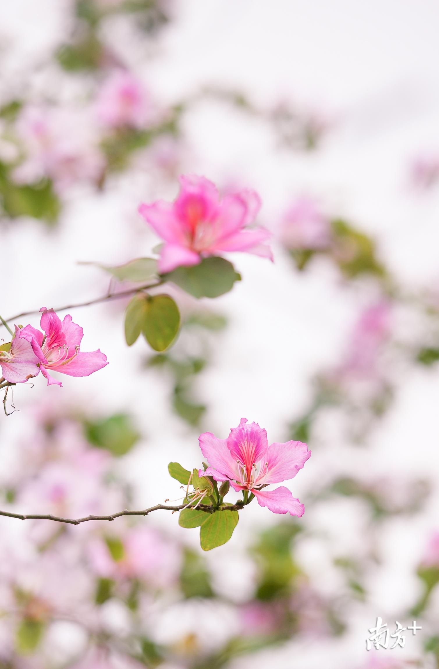 一朵朵粉红娇俏的紫荆花与绿叶相互交织.  全媒体记者 曾亮超 摄