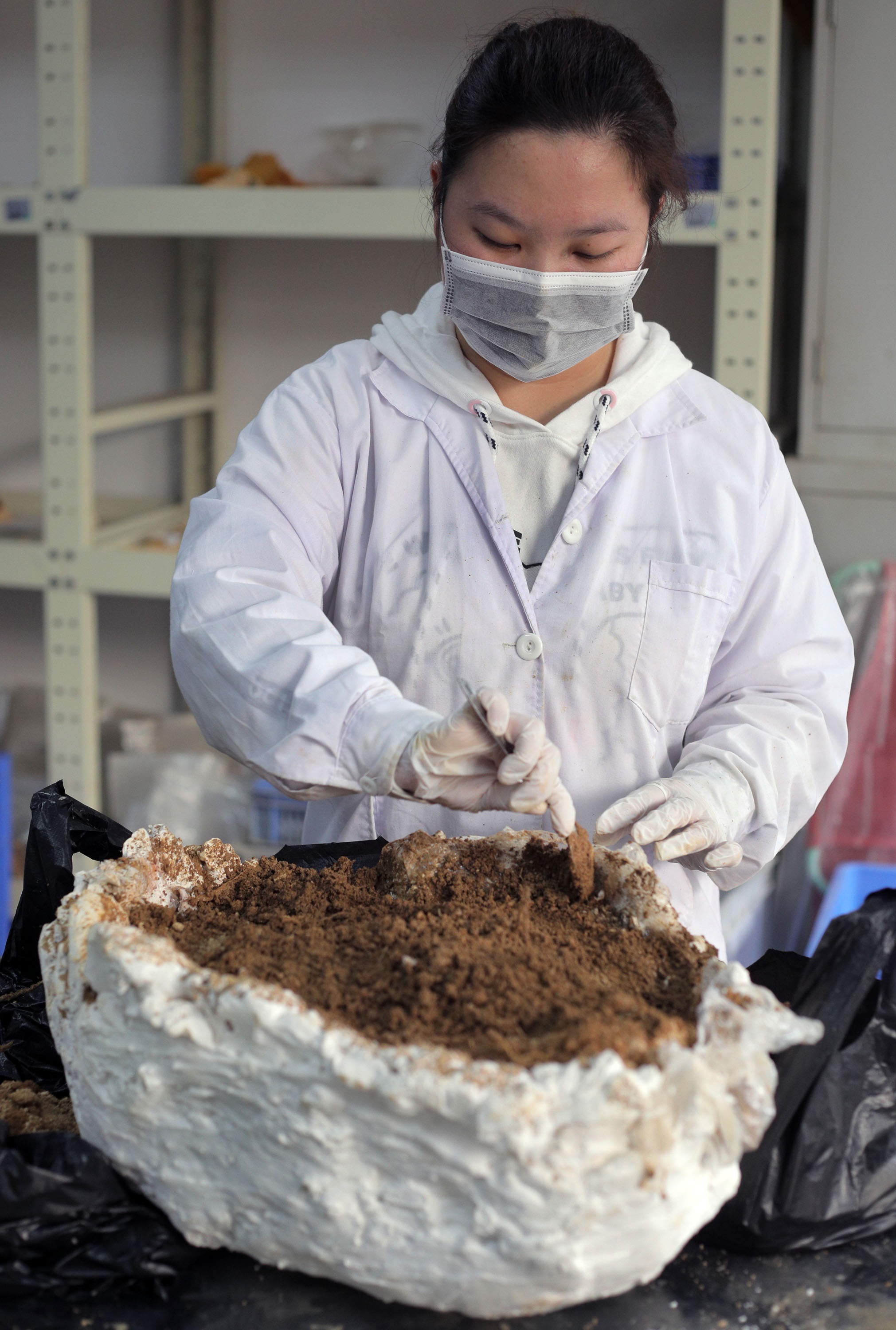 4400年前老广开始植栽水稻广州知识城有重大考古发现