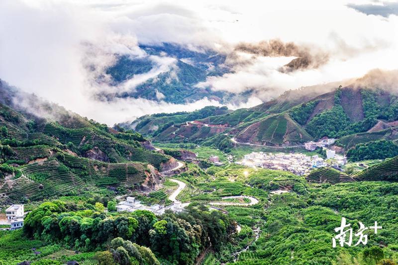 图为潮州凤凰单丛茶种植基地全景。 图为潮州凤凰单丛茶种植基地全景。