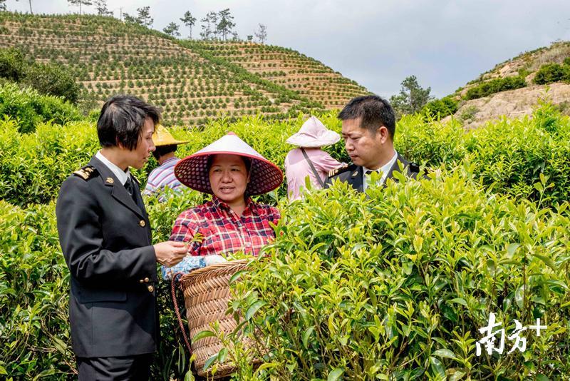 图为海关关员深入茶叶种植基地指导企业加强采摘管理。 图为海关关员深入茶叶种植基地指导企业加强采摘管理。