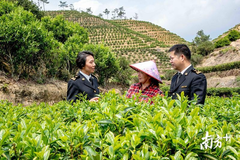 图为海关关员指导茶农做好施肥施药管理。 图为海关关员指导茶农做好施肥施药管理。
