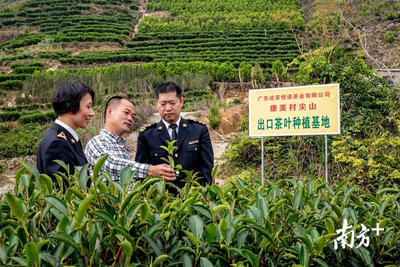 图为海关关员指导企业加强茶叶种植管理。 图为海关关员指导企业加强茶叶种植管理。