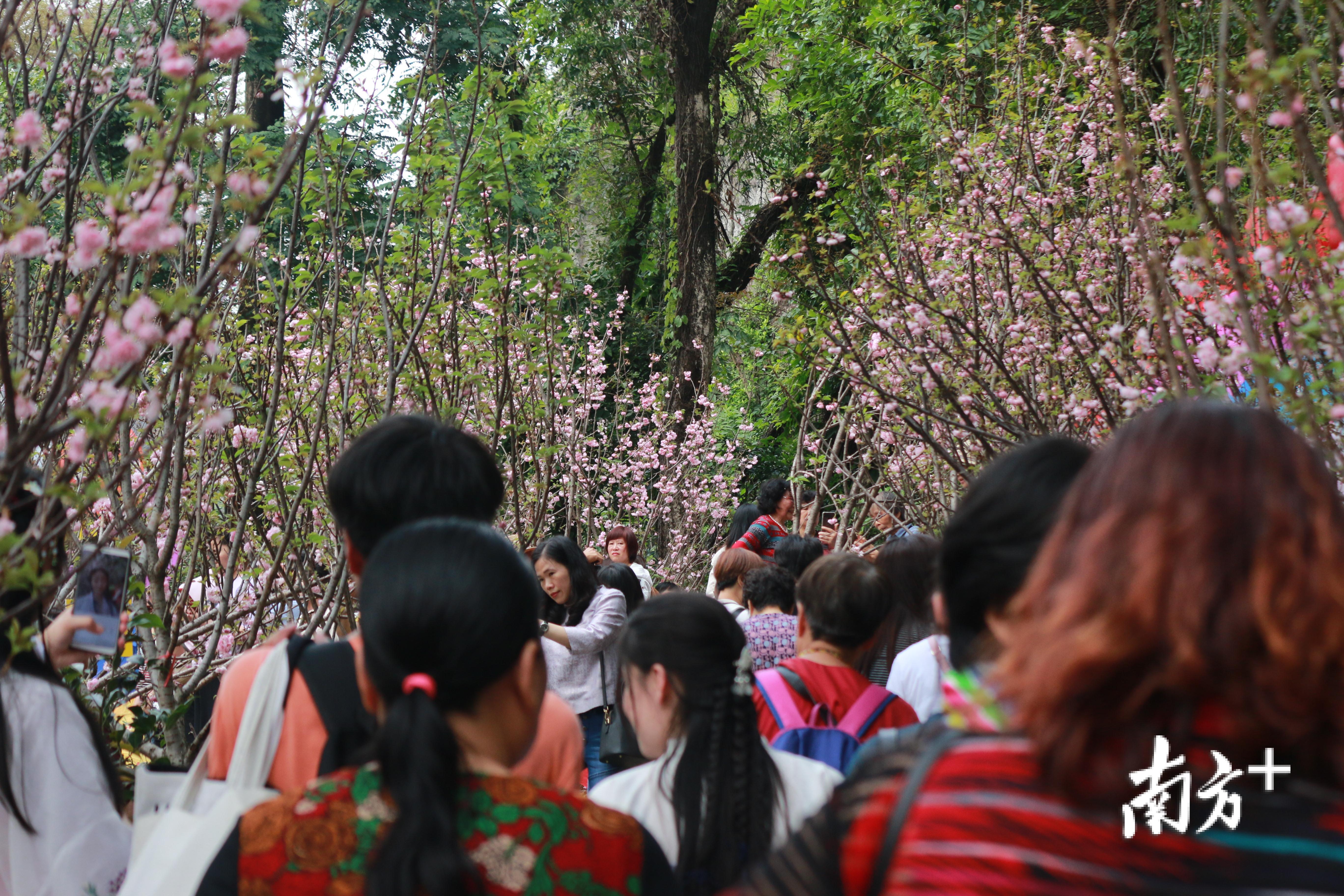 珠海圆明新园樱花节图片