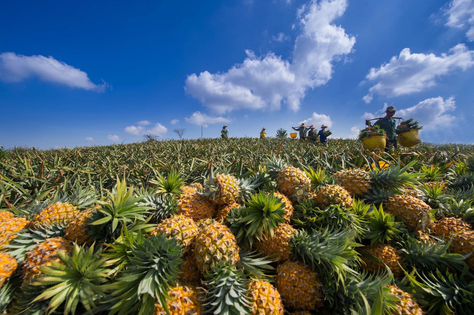 徐闻菠萝的海 徐闻菠萝的海