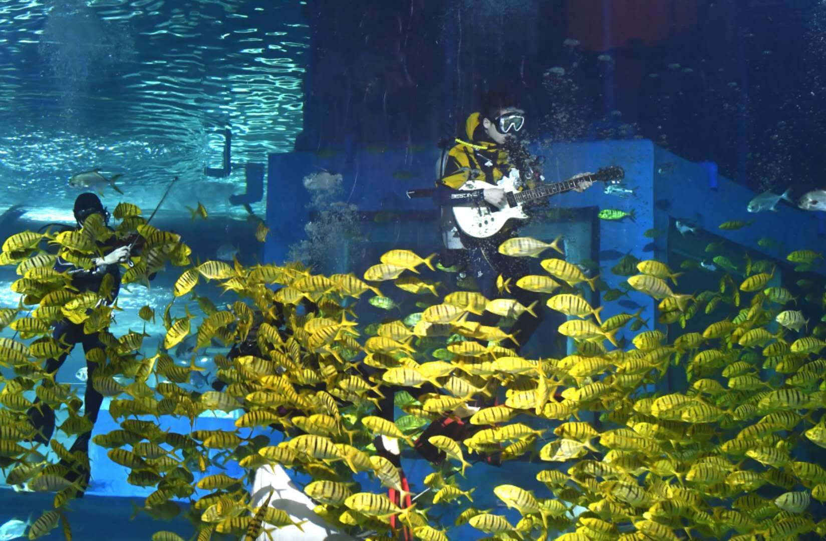 传奇"随着缓缓地钢琴独奏展现在游客面前,可爱的白鲸与驯养员亲密搭档