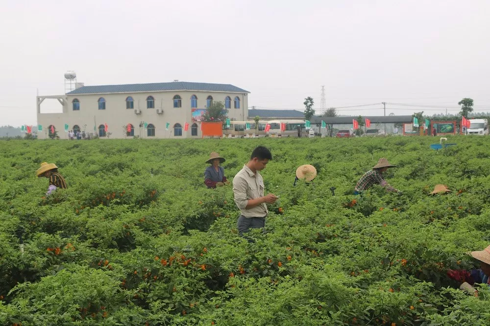 雷州MAP中心技术人员在辣椒地监测作物生长情况