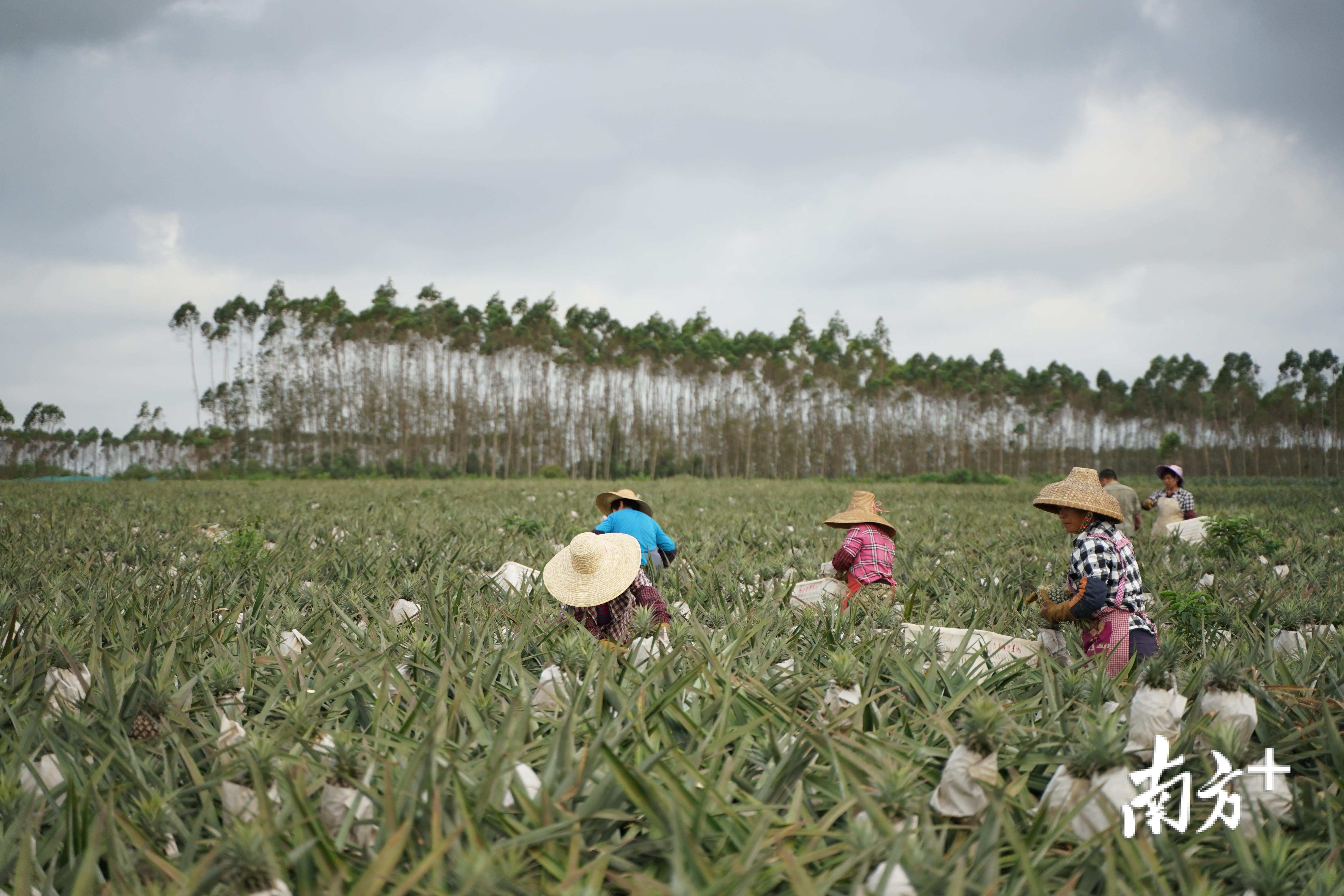 探访徐闻现代农业产业园今年菠萝价高不愁卖