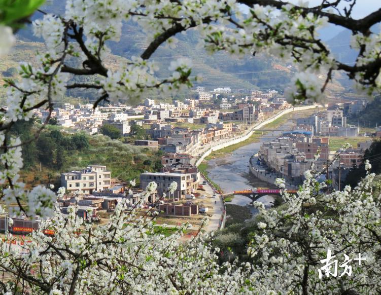 信宜钱排李乡每年利用花季果季举办节庆旅游活动。