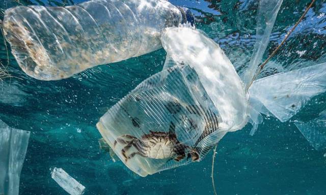 每年800万吨塑料垃圾入海 造成经济损失25亿美元 南方plus 南方