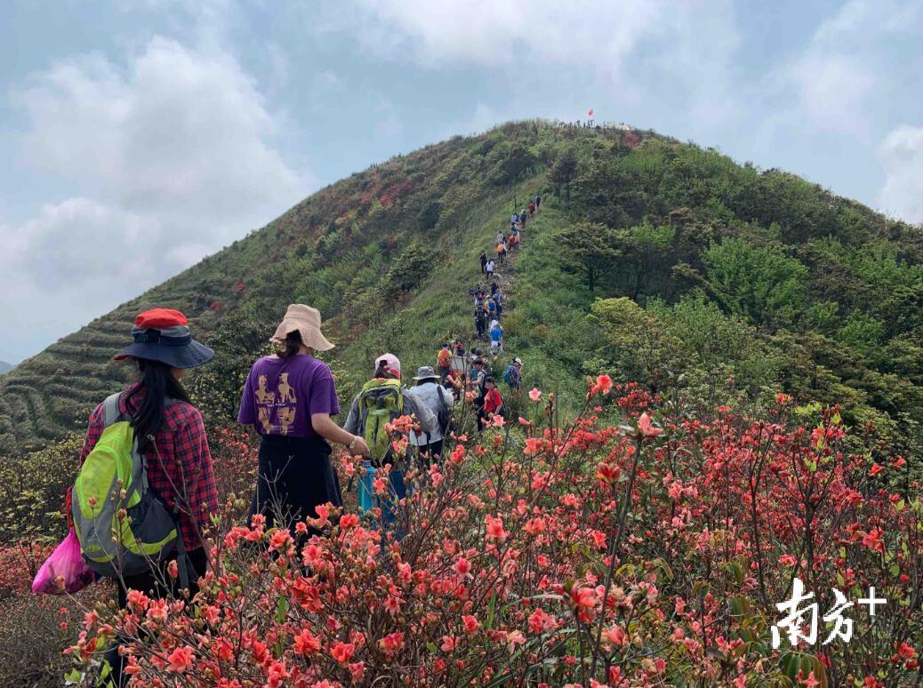 目前，位于佛冈县迳头镇青竹村的通天蜡烛山上杜鹃花竞相绽放，吸引了县内外众多游客前来登山观景。魏亚男摄 