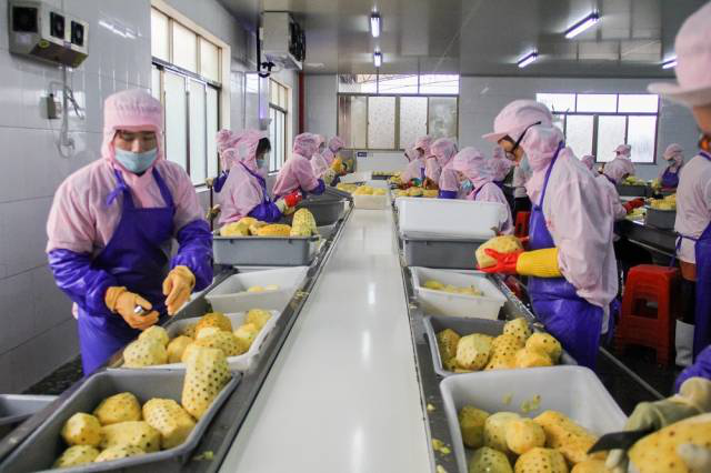 徐闻菠萝"灰姑娘"变身"白雪公主"