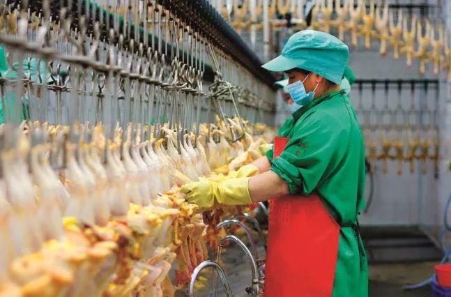 "凌丰 "模式,就是引导凌丰集团与东成镇云敏村共建合作社,利用农村的