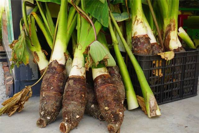 广东香芋:各有所长,打造地方特色香芋品牌