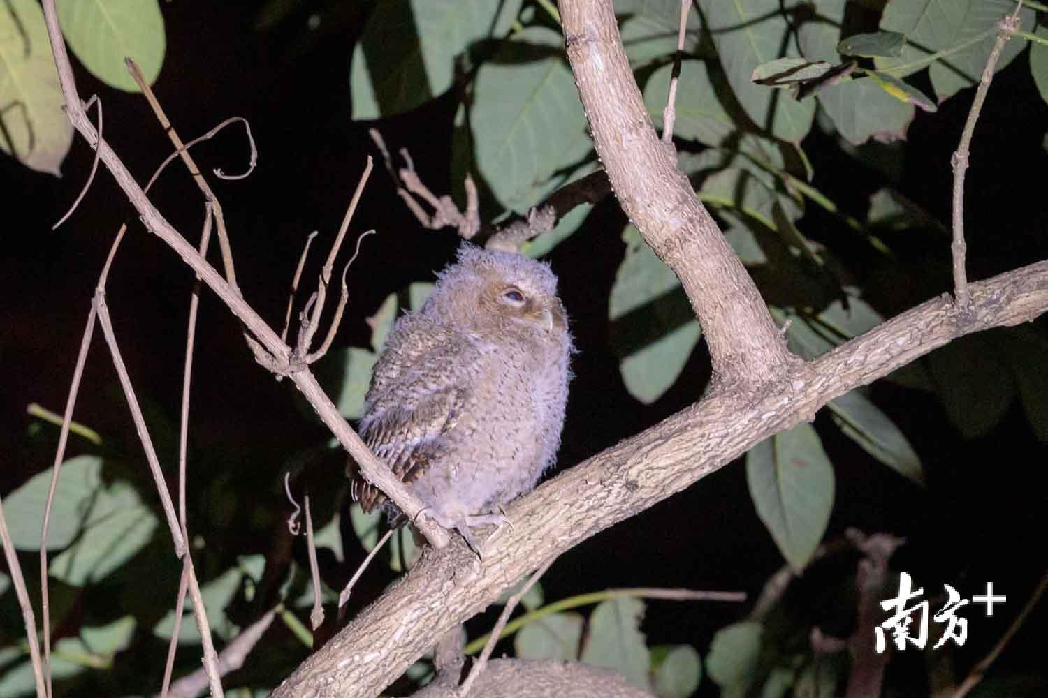 小猫头鹰回到树上