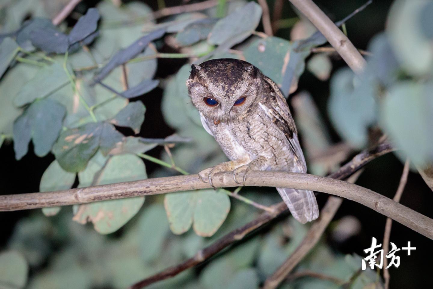 猫头鹰妈妈准备给幼鸟喂食