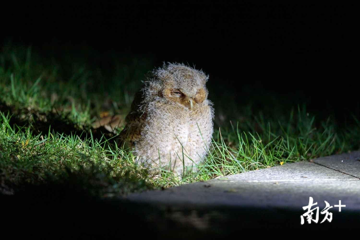 小猫头鹰跑到路边