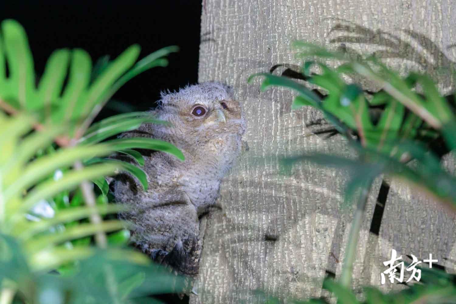 草丛中的小猫头鹰