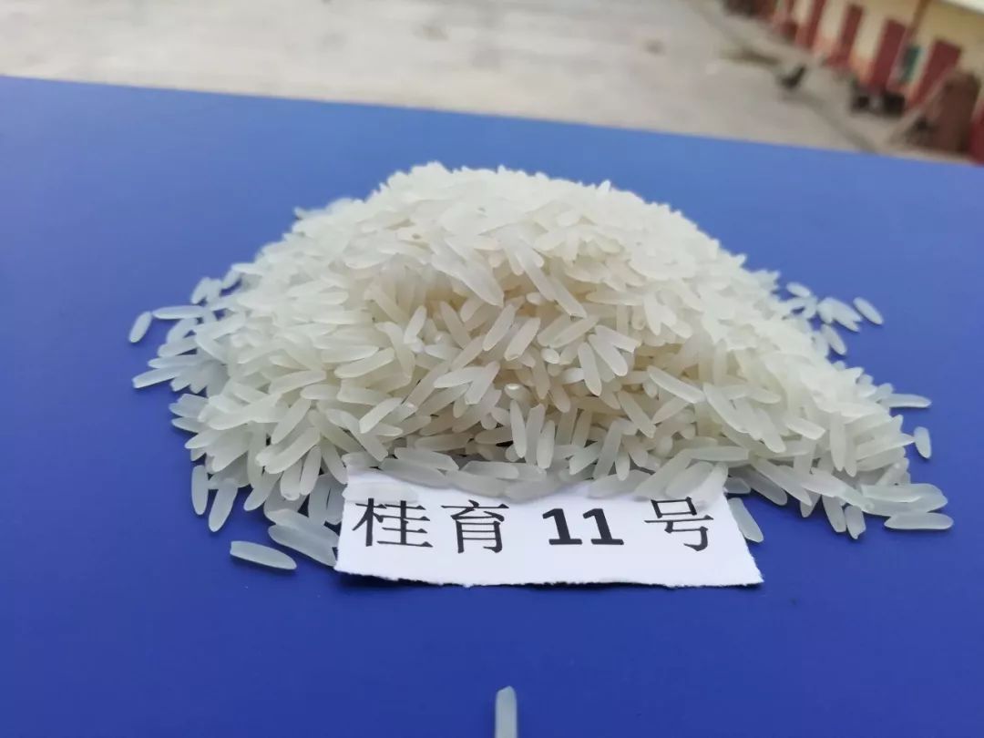 详解全国遴选的十五大优质籼稻金奖品种你最中意哪个