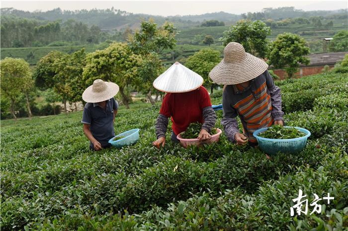 茶农几人一组，每人每天可采茶三到五斤。