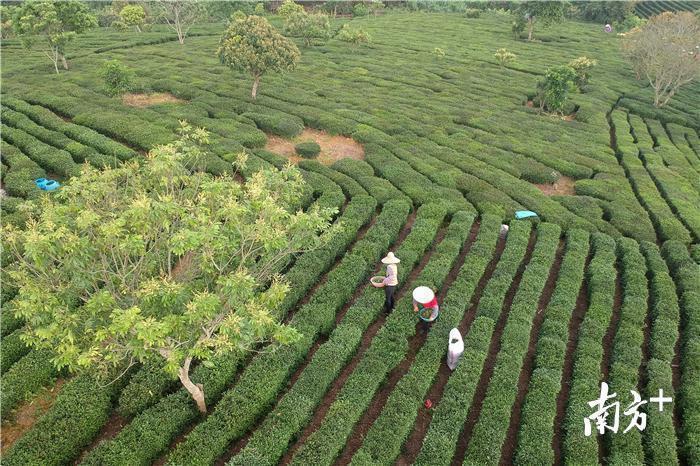 清明节前后，茶农忙采茶。