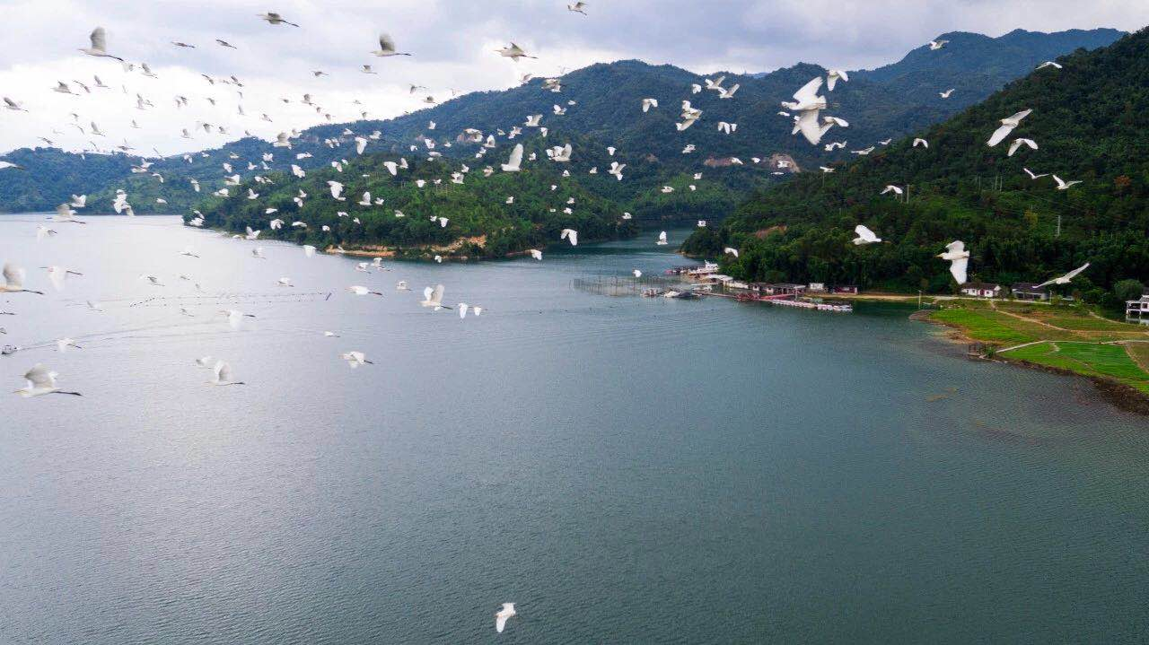 白鹭飞舞（图片来源于万绿河源） 