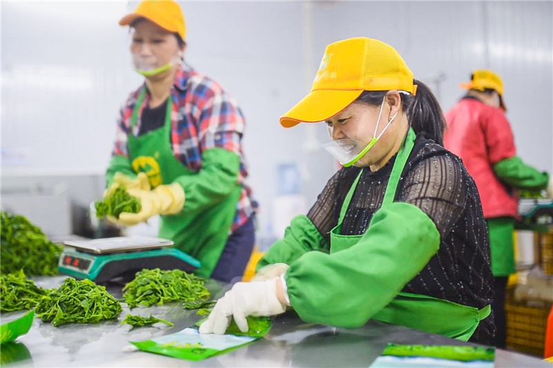 说起家乡的发展，正在家门口桑芽菜加工厂上班的村民们笑逐颜开。