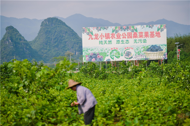 省委办公厅驻村帮扶工作队推动碧桂园集团桑芽菜种植扶贫项目落地