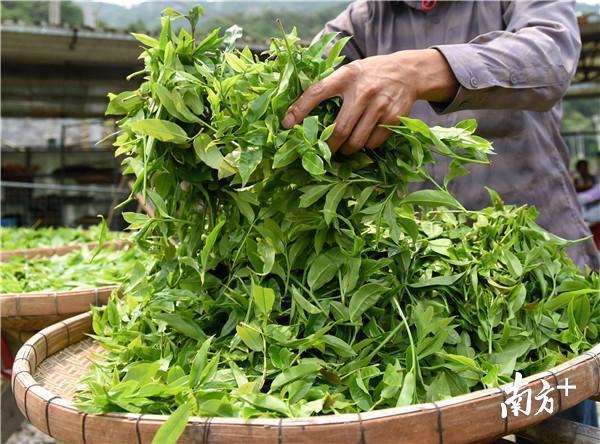 惠东仙人茶。