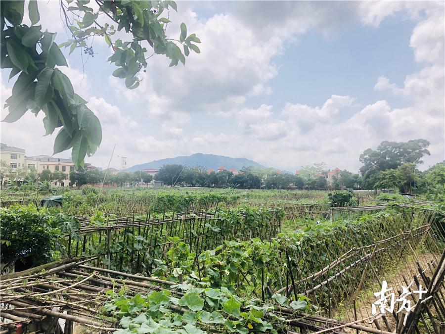 古鹤村开心农场