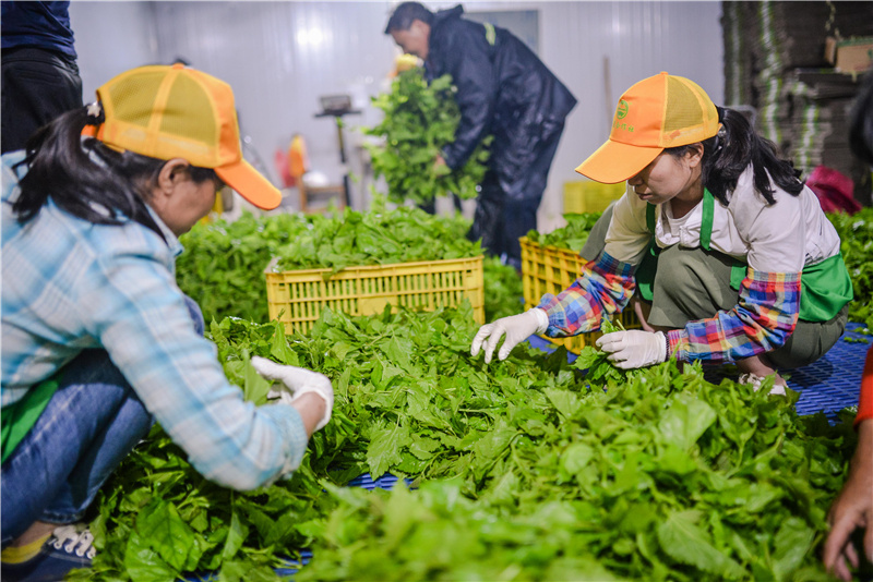 在桑芽菜加工厂工作的村民在挑选菜叶