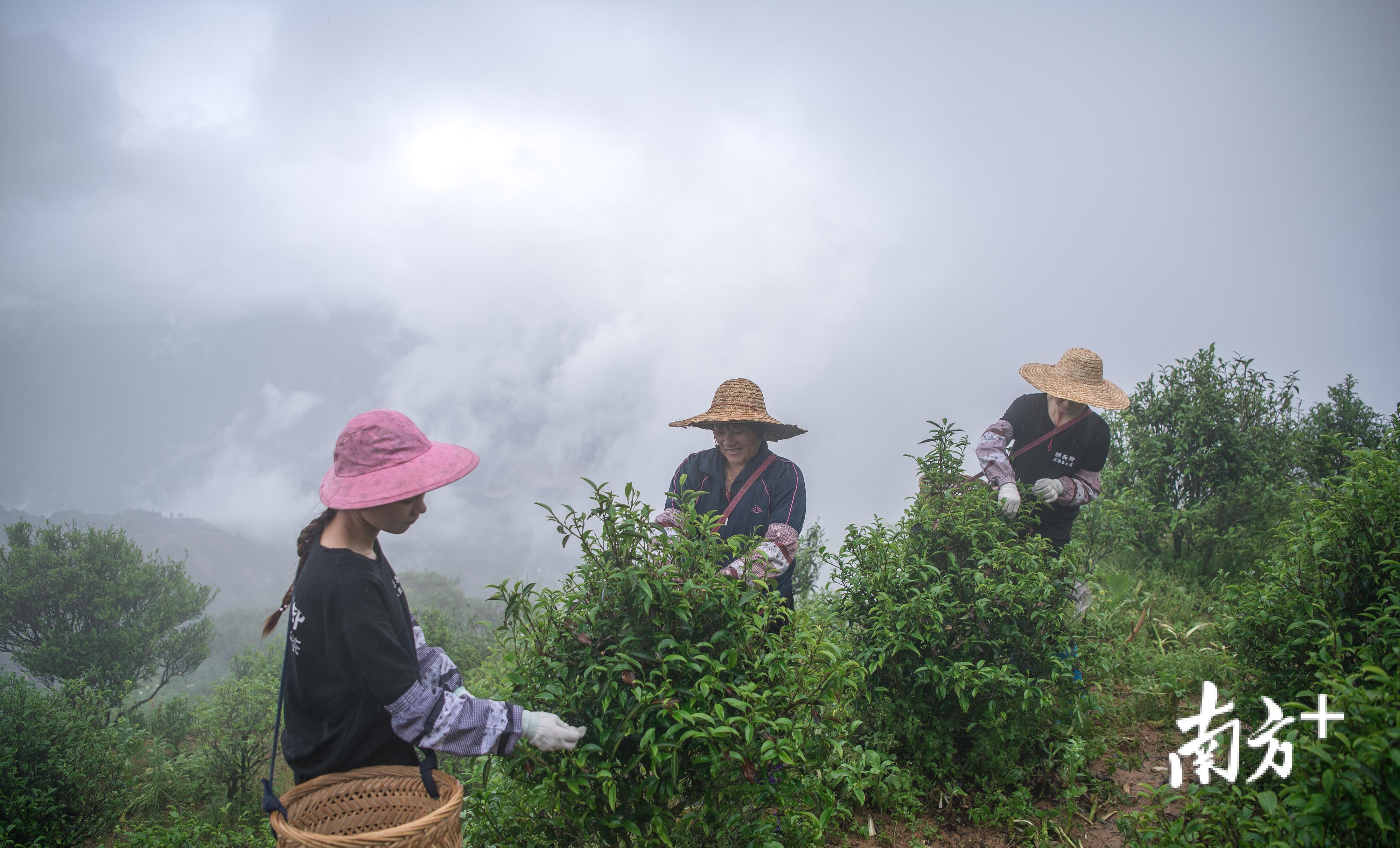 雨后，魏妙婵母女三人采摘春茶。