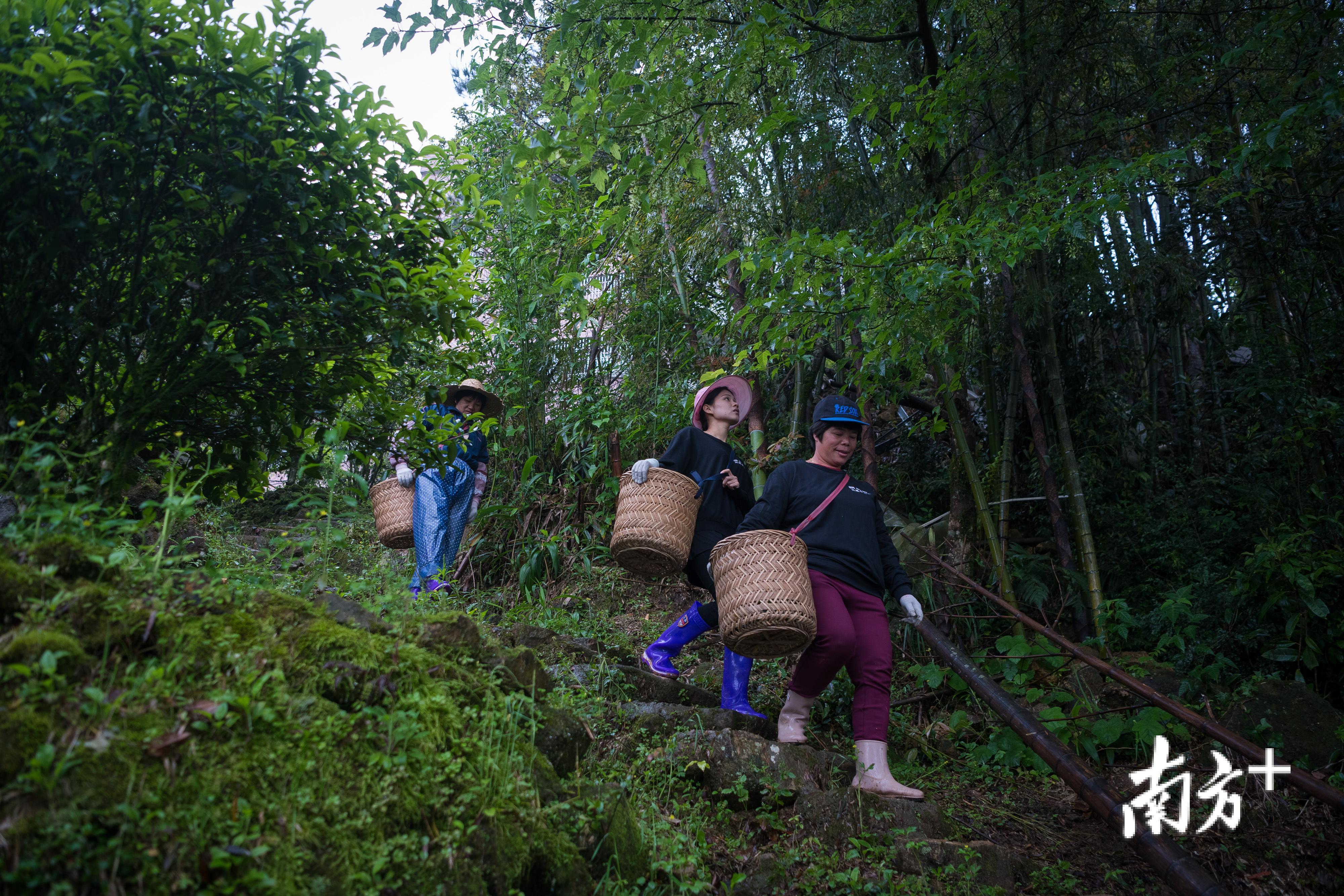 雨后，魏妙婵和女儿、嫂子一起上山采摘春茶。
