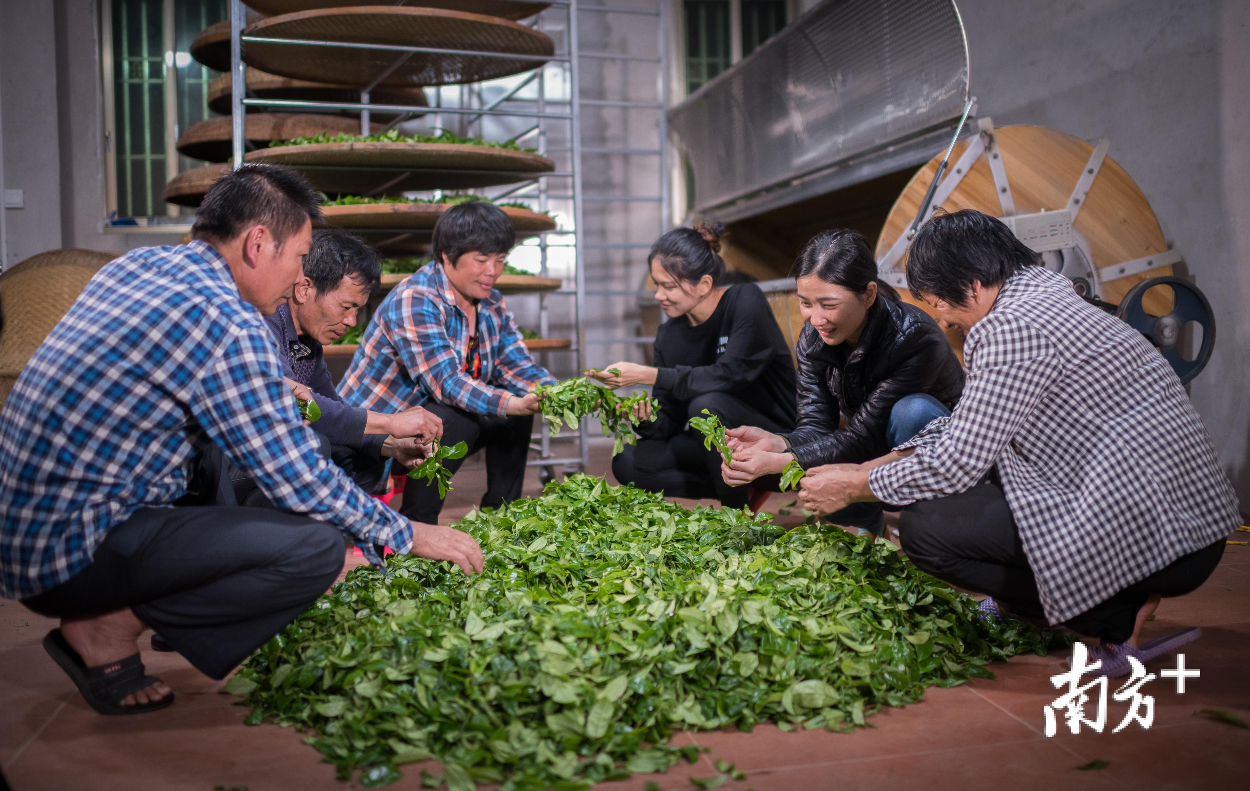 一家人围在一起挑选新鲜茶叶。