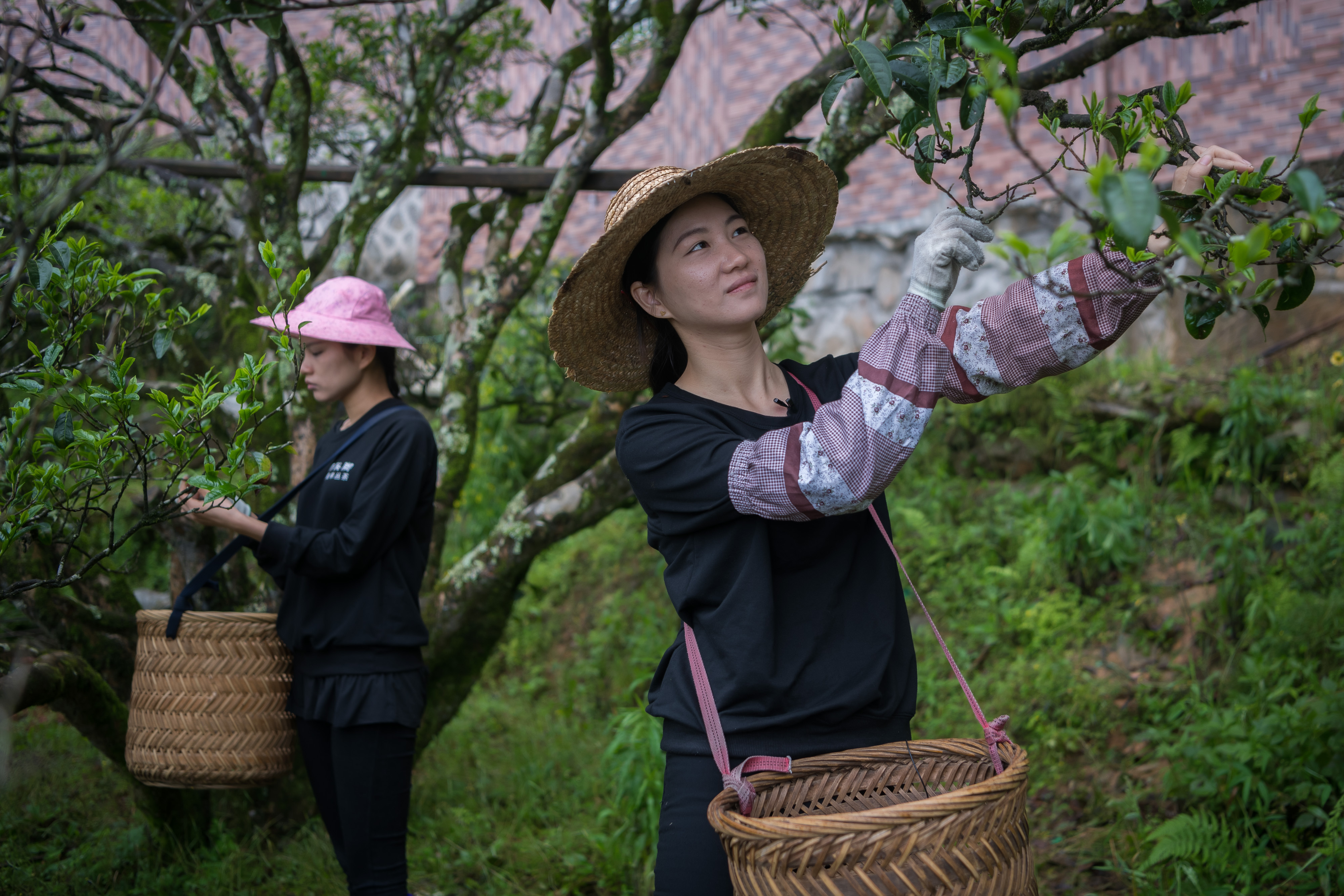 林燕婉和妹妹正在采摘古树茶.