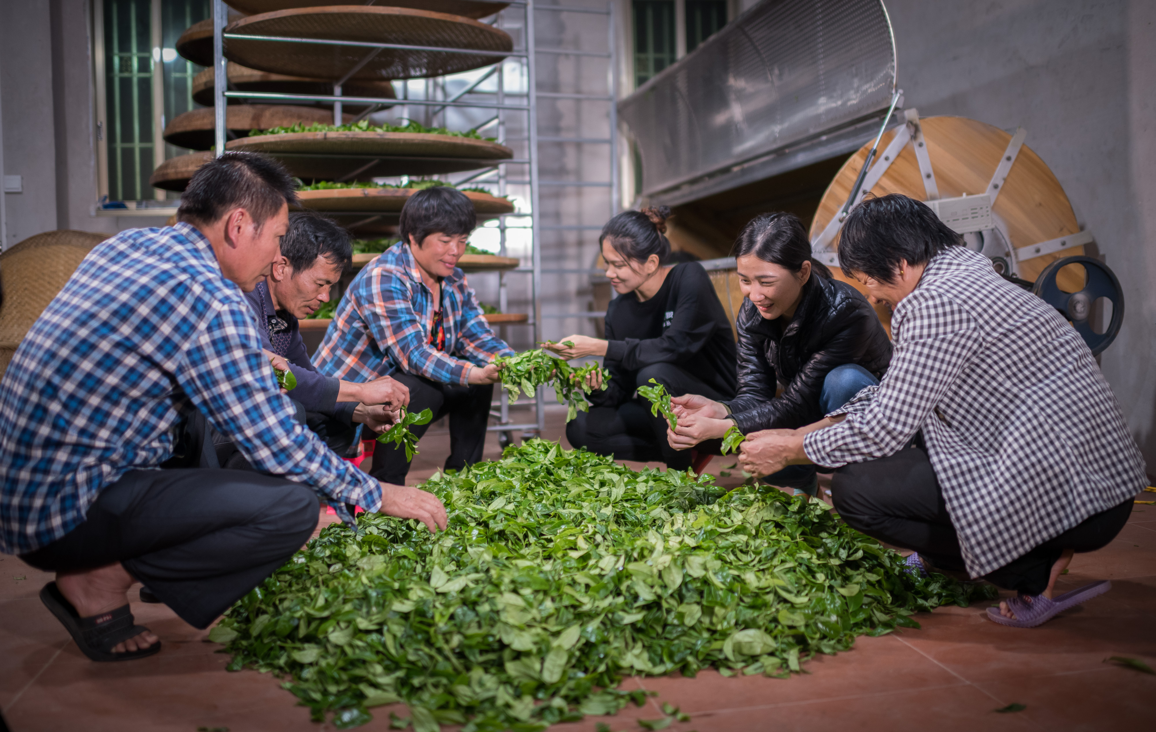一家人围在一起挑选新鲜茶叶.