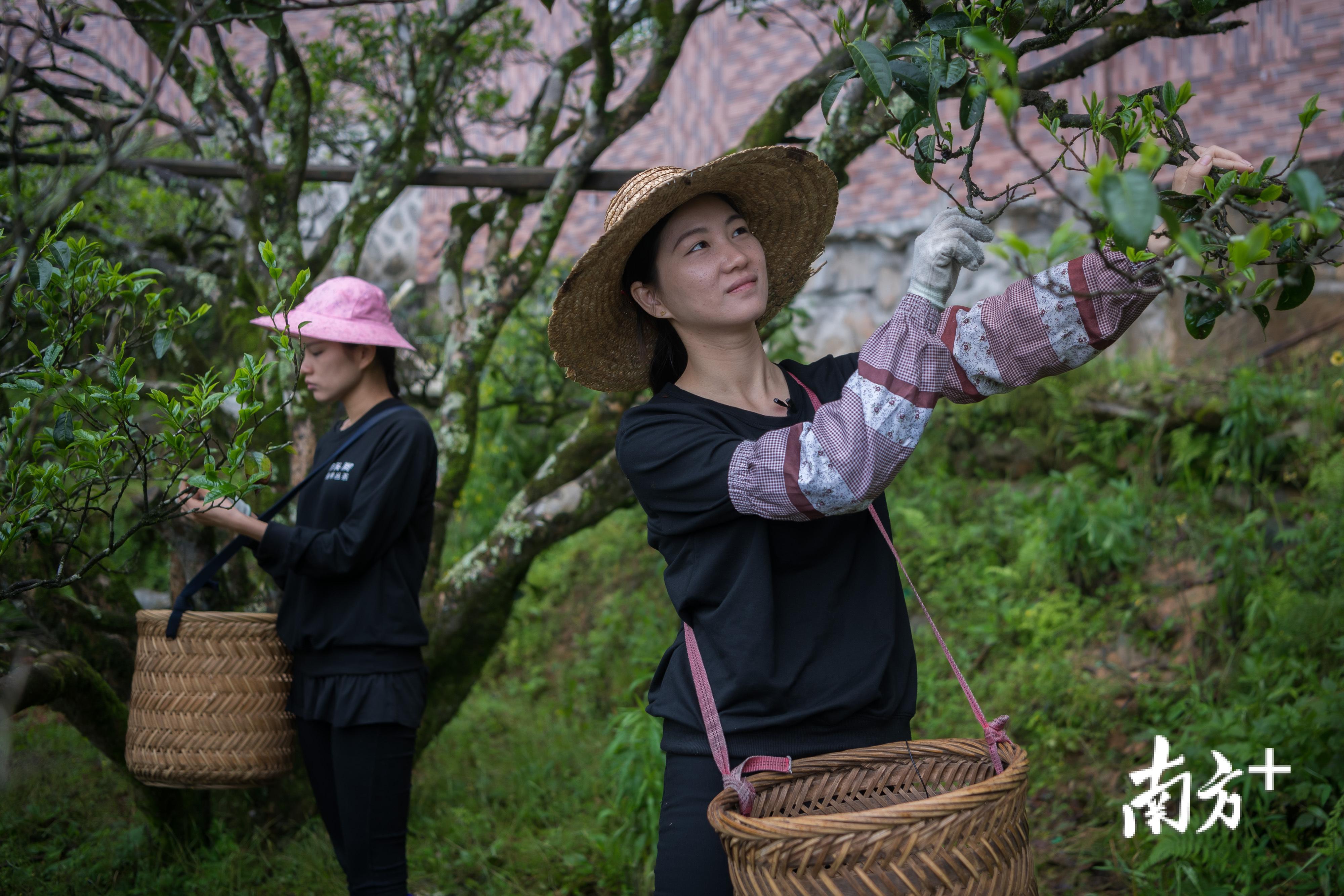 林燕婉和妹妹正在采摘古树茶。