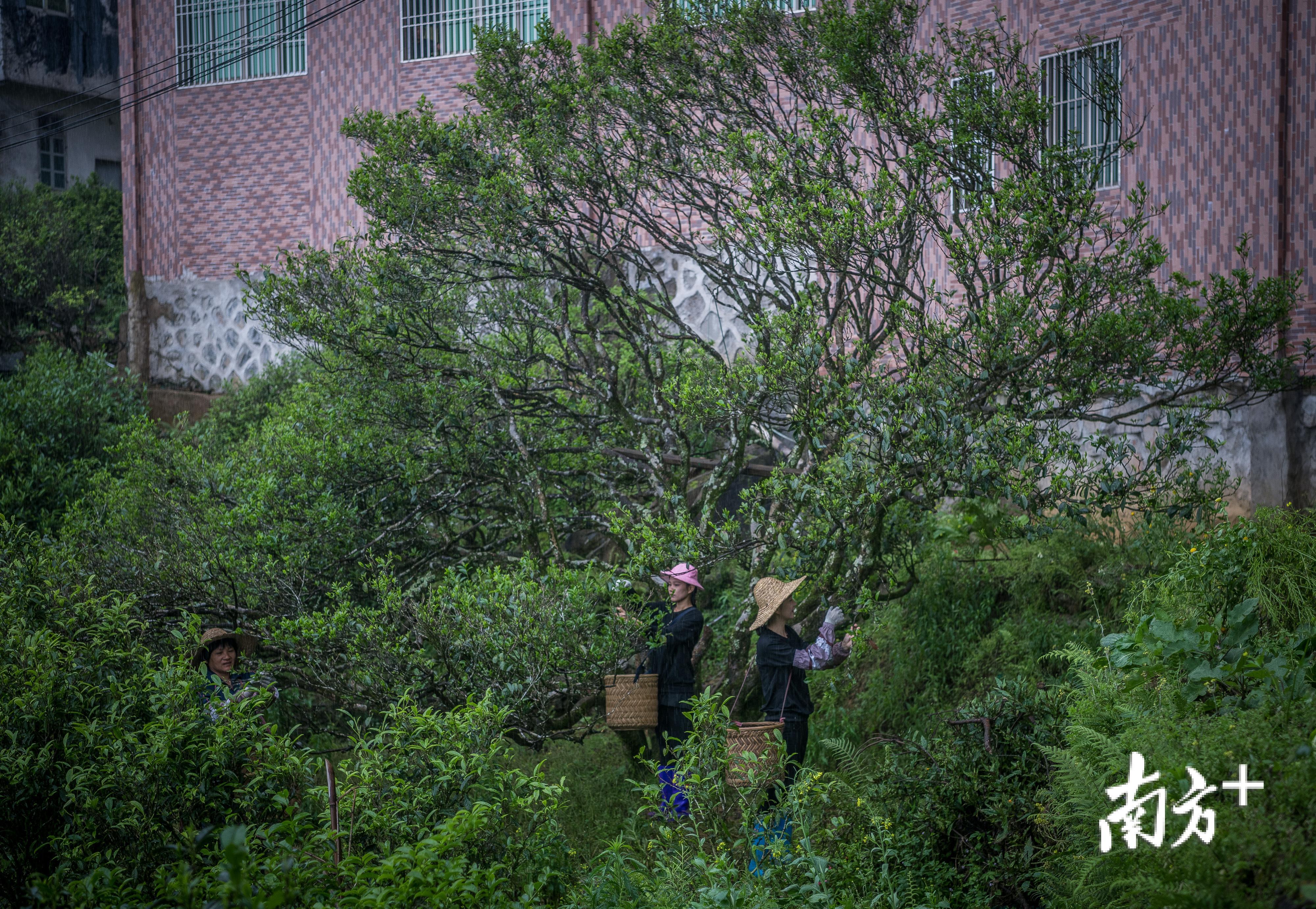 雨后，魏妙婵母女三人正在采摘有600年树龄的老茶树。