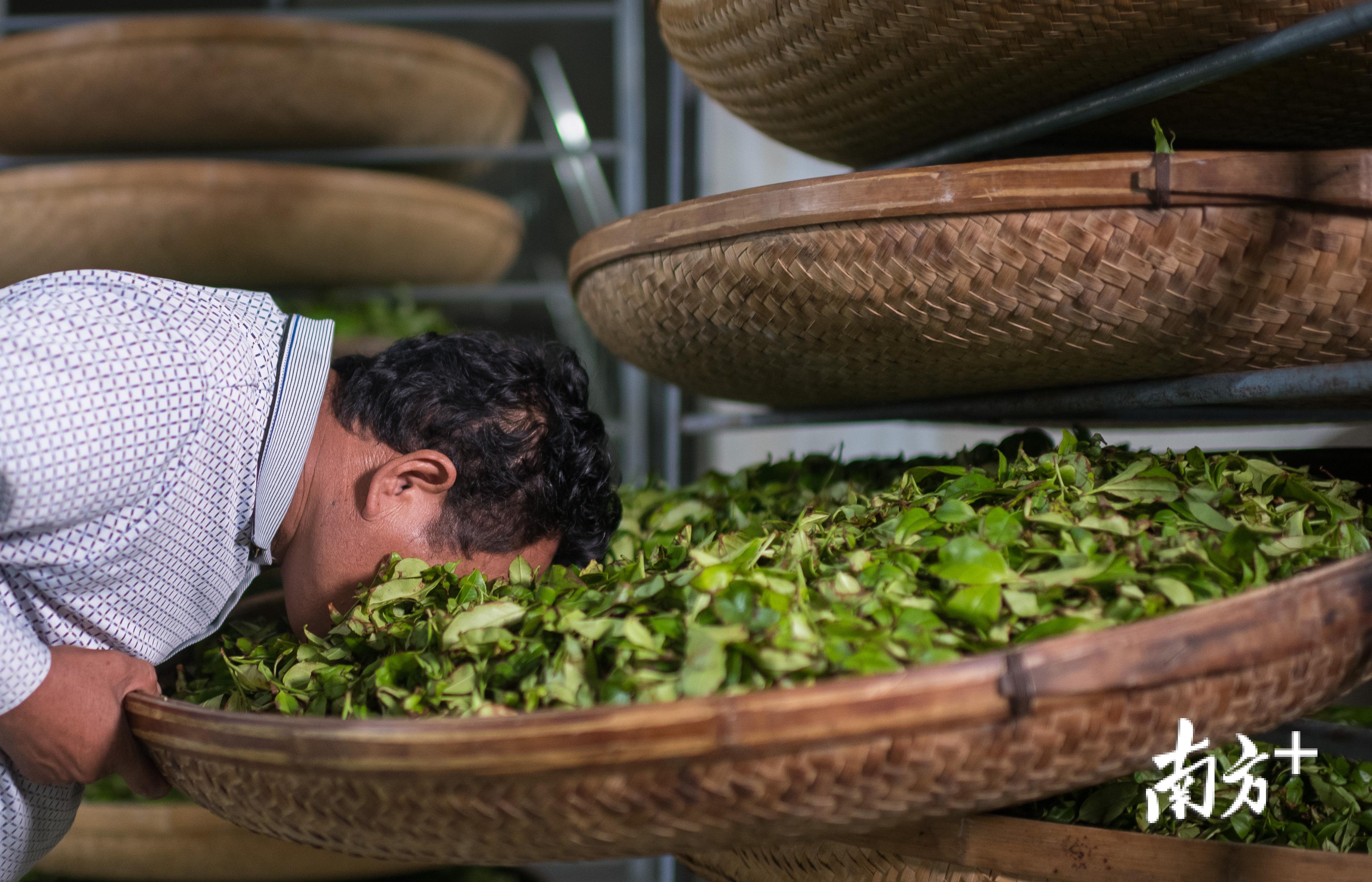 一位制茶师傅把脸埋进茶叶闻茶，判断茶香。