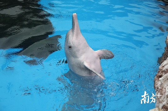 已专门成立"海洋动物救助小组",并于2016年成立长隆集团鲸豚类救护队