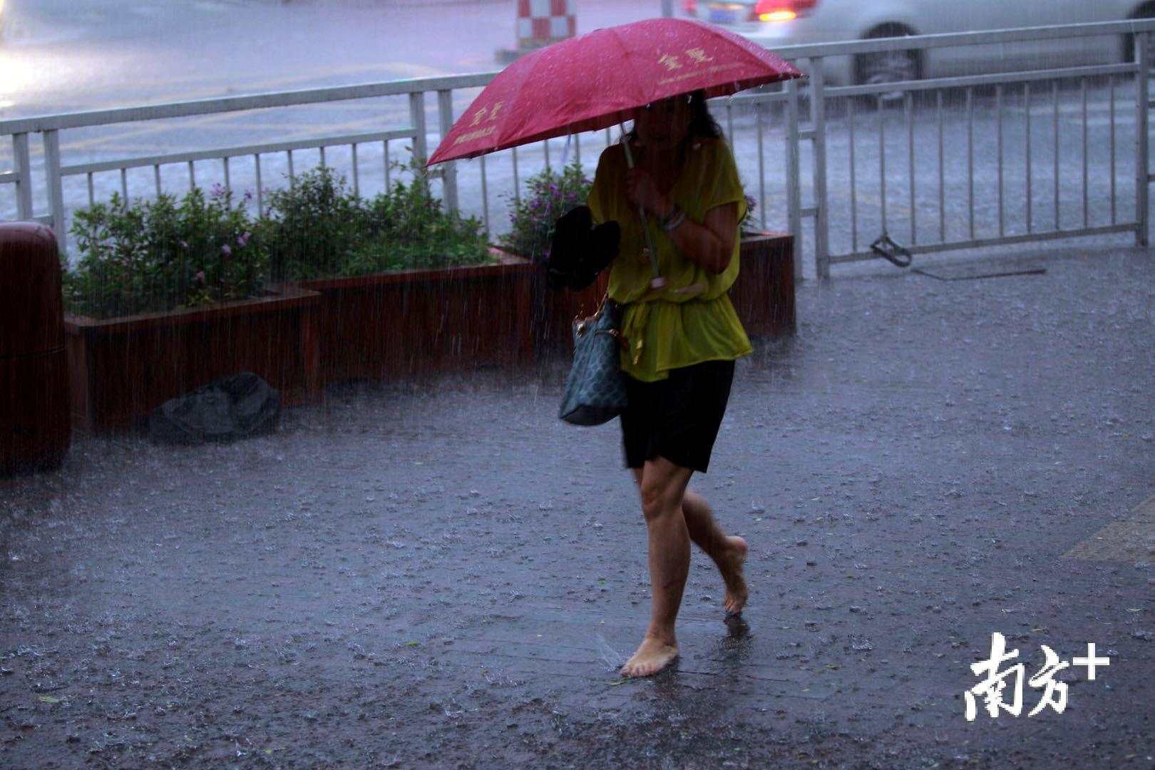 图为深圳福田街头市民在雨中行走南方日报记者 鲁力 摄影报道