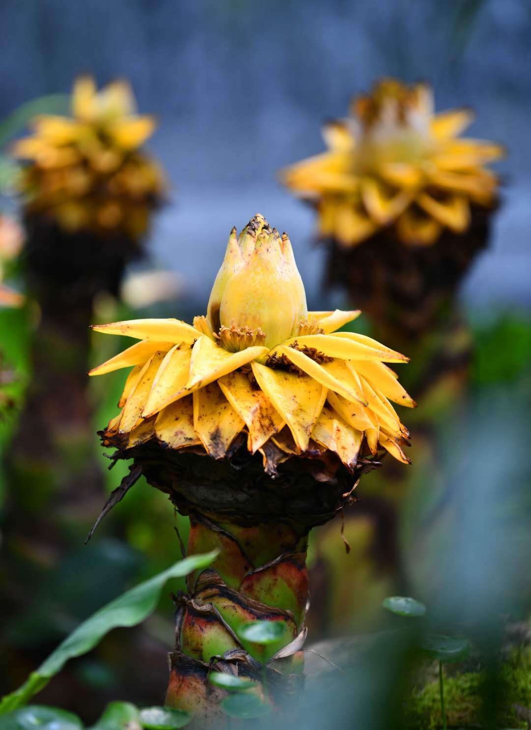 植物馆热带植物温室里展示的地涌金莲。