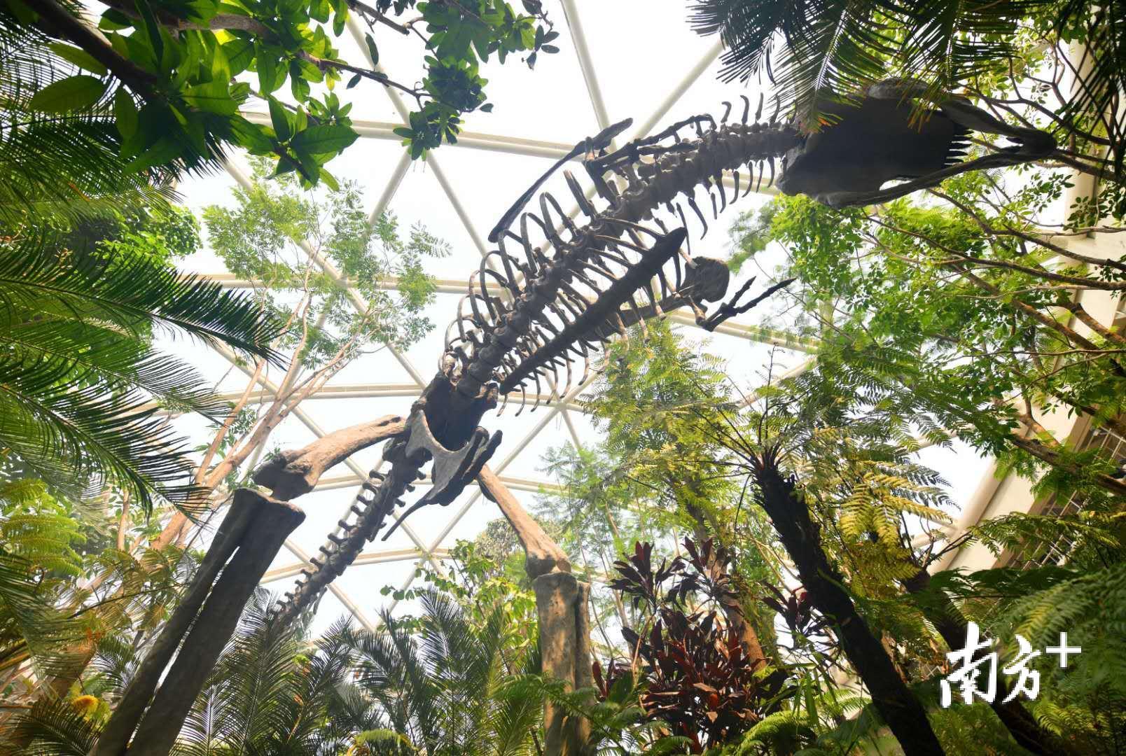 植物馆的亿年足迹区，展示了植物亿万年来的进化史。