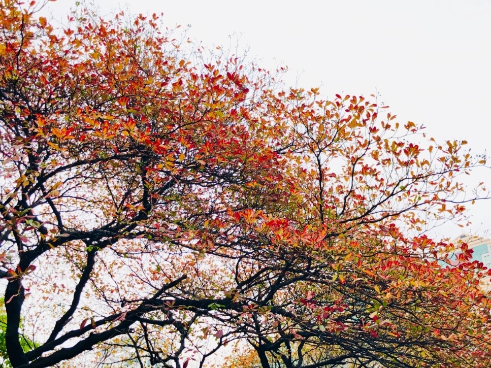 早些时候的“秋”景。4月20日拍摄。